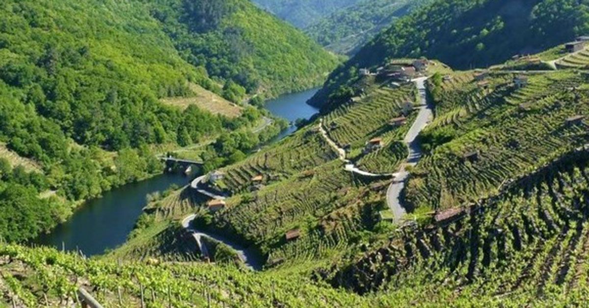 ribeira-sacra-viñedos