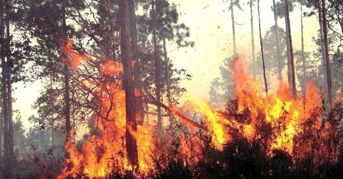 incendio-forestal-lume