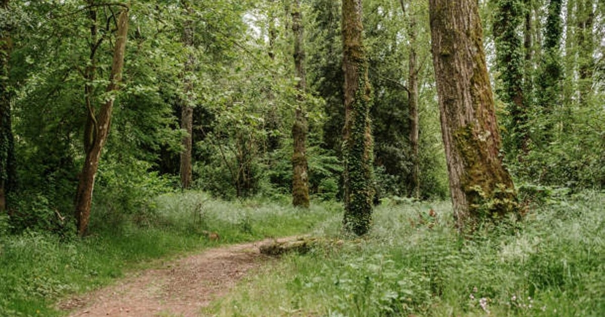 bosque-carballos