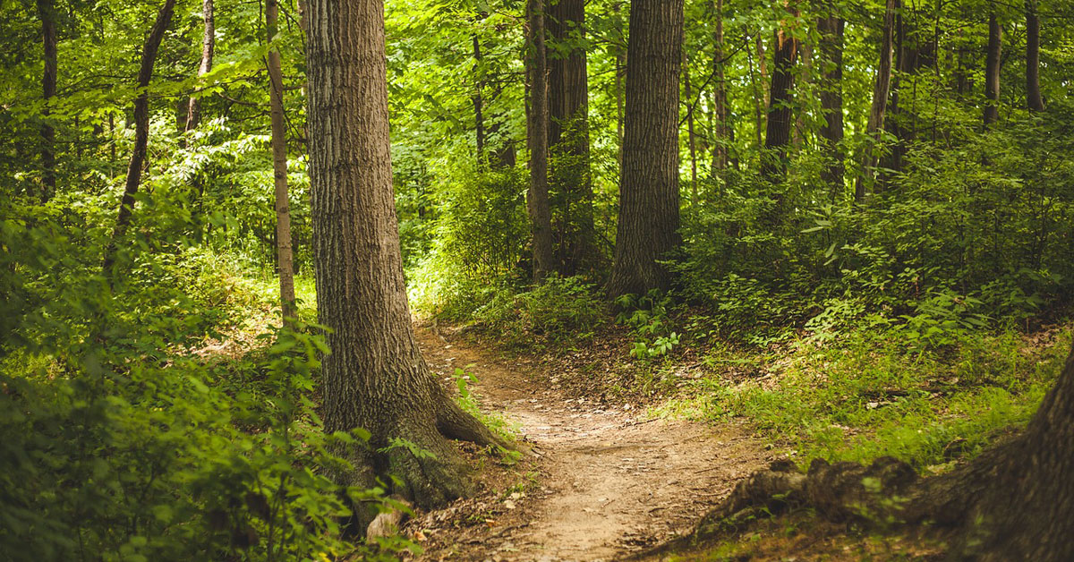 bosque-monte-man-comun
