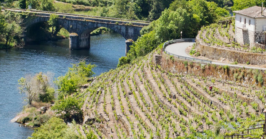 vendima-Ribeira-Sacra