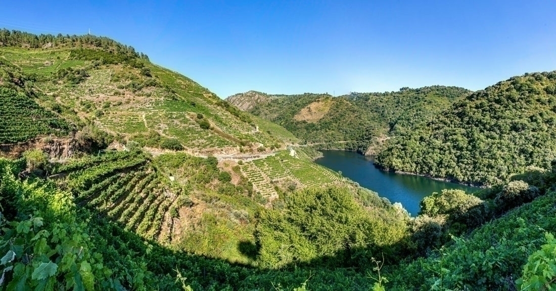 Vendima-Ribeira-Sacra