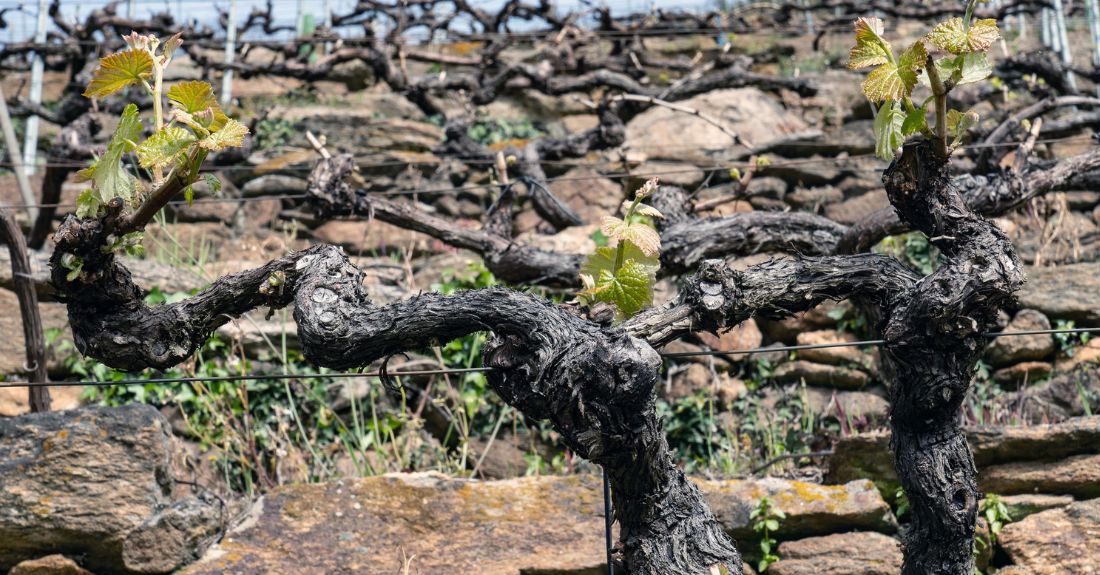 vides-viticultura-ribeira-sacra-recurso