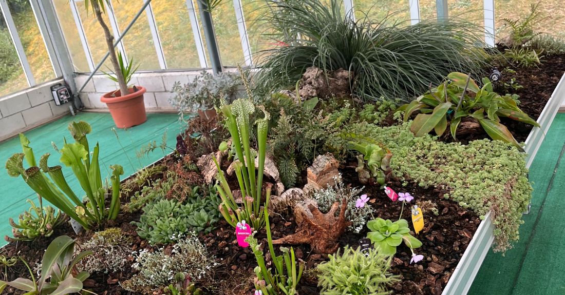 plantas-carnivoras-montealegre