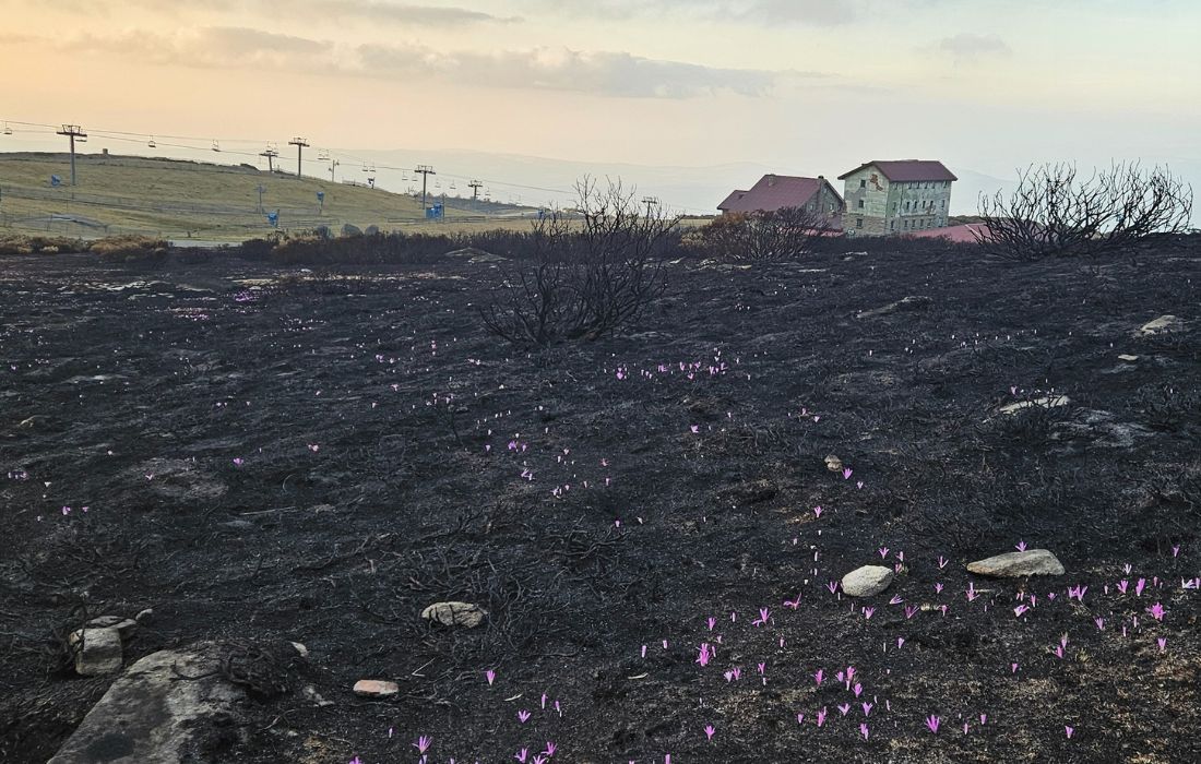 estacion-manzaneda-incendios