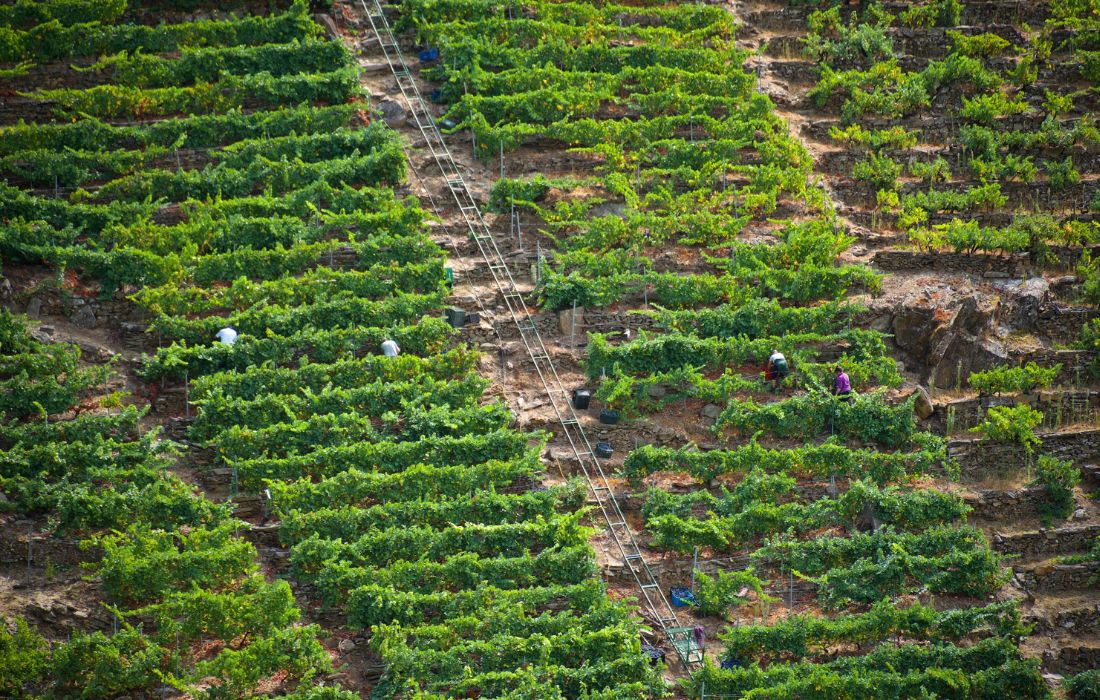 vendimia-viñedos-ribeira-sacra