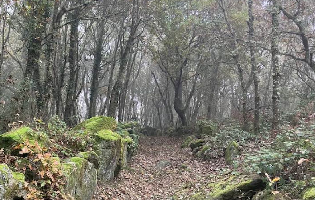 bosque-paderne-d-allariz