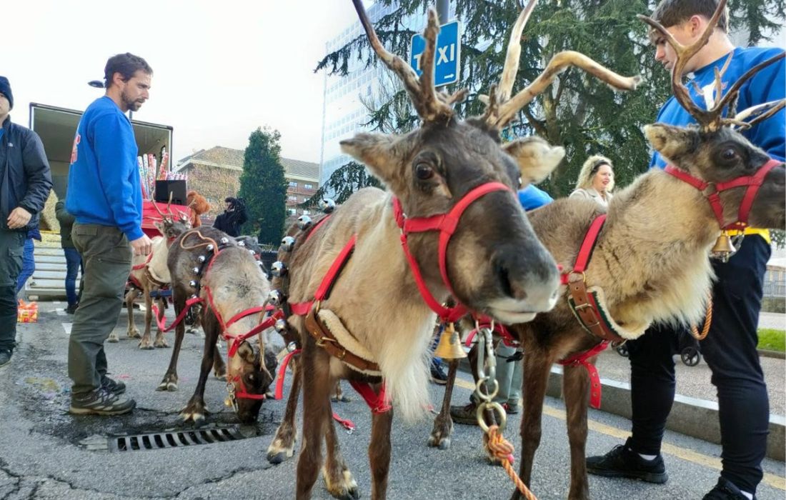 renos-cabalgata-ourense