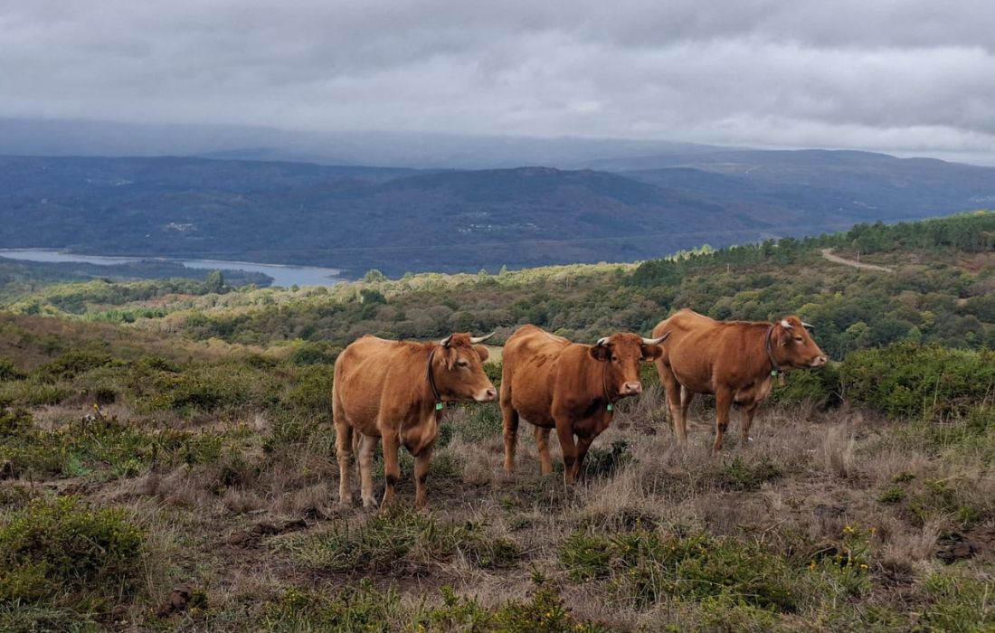vacas-gdr-limia-arnoia