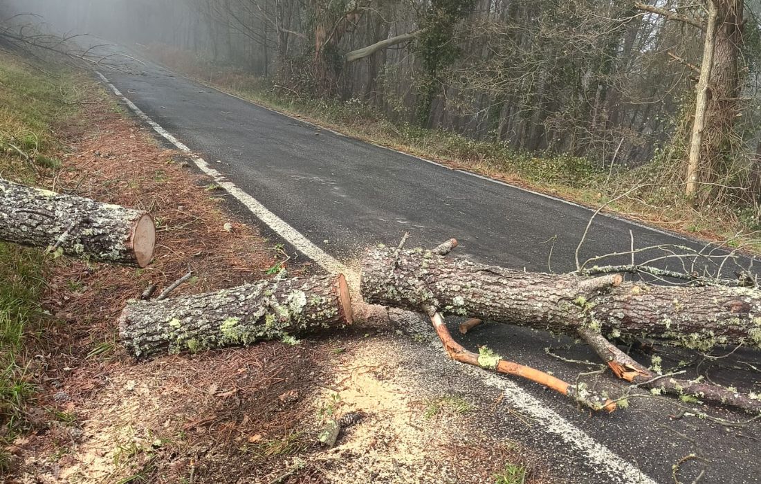 arbore-caida-estrada-ourense