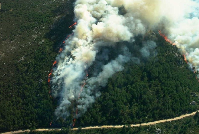 Tese incendios forestais